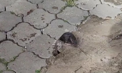 İskenderun’da cadde ve sokaklar su altında kaldı (2)