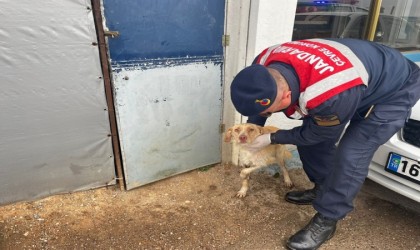 Jandarmadan yaralı hayvanlara yardım eli