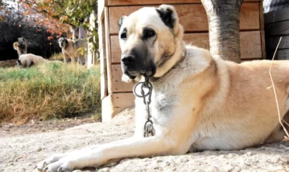 Kangalların ’akraba’ eşleşmesi, ırkın gerilemesine neden oluyor