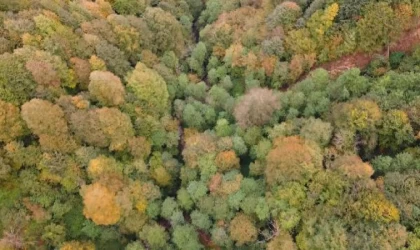 Karadeniz ormanlarında sonbahar güzelliği