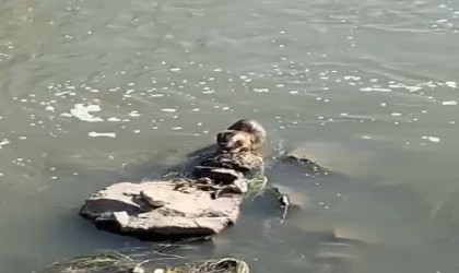 Karsta su samuru görüntülendi