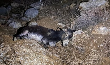 Kayalıklardan düşen yaralı eşeği AFAD ekipleri kurtardı