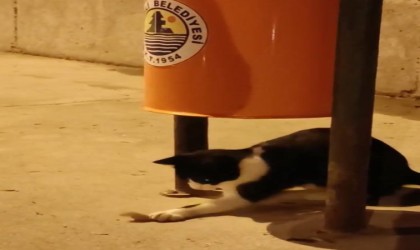 Kedinin fare ile oyunu kameraya yansıdı