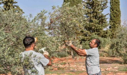 Kepezden zeytin hasadı