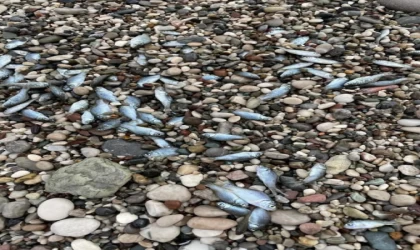 Konyaaltı Sahili’nde balık ölümleri