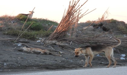 Köpeği bilerek ezdi iddiası