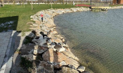 Kütahyada Yedigöller 100. Yıl Kültür Parkına kaz bırakıldı