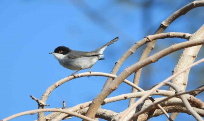 Milleyha Kuş Cennetinde kartpostallık görüntüler