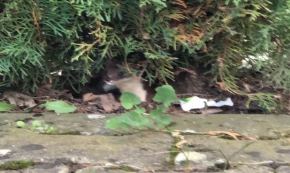 Nadir görülen gelincik Boluda kameraya yansıdı