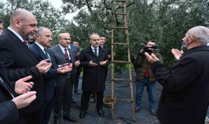 Orhangazide de zeytin hasadı başladı