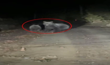 Orman yolunda otomobilin önüne çıkan yavru ile anne ayı kamerada