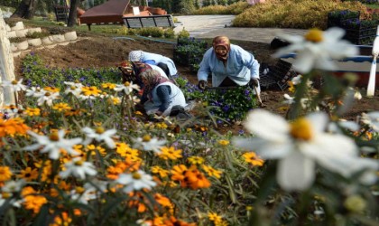Osmangazi Belediyesi ilçeyi çiçek bahçesine çeviriyor