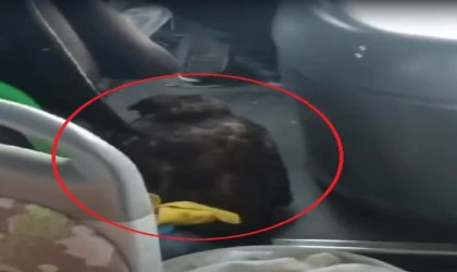 Özel halk otobüsü şoförü, yanındaki yırtıcı kuşla sefer yaptı
