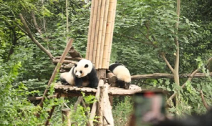 Pandaların hayata tutunduğu park