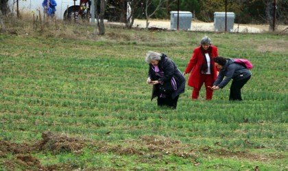 Safran tarlasını 40 günde 70 bin kişi ziyaret etti