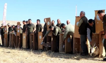 Şanlıurfa’da 20 ceylan, doğaya salındı