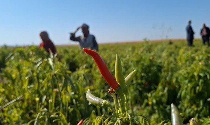 Şanlıurfada ilk kez ekilen ürün çiftçinin yüzünü güldürdü