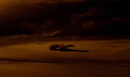 Şehir merkezine inen ayı ve yaban tavşanı kamerada