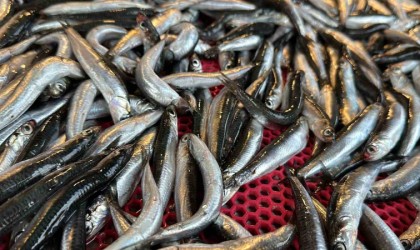 Sıcak hava Karadenizde balığı etkiledi