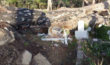 Şiddetli fırtınanın söktüğü ağaç mezarları tahrip etti