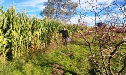 Simavda tek ve çok yıllık ürünlerde örnekleme çalışması