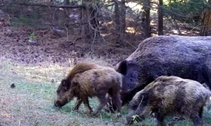 Spil’in yaban hayatı fotokapanda