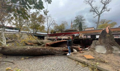 Tarihi Kozahanda 250 yaşındaki tarihi çınar fırtınaya dayanamadı