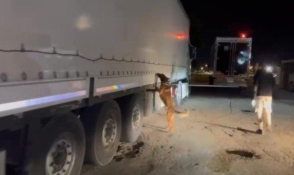 Tekstil eşyası yüklü tırda 64 kilogram skunk ele geçirildi