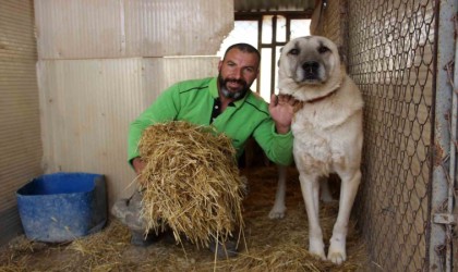 Termometreler sıfırın altını gösterdi, Kangallar özüne döndü