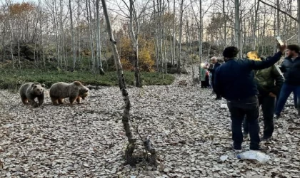 Uyarılara aldırmadan ayıları elle besleyip, selfi çekiyorlar