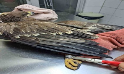 Yaralı kartal tedavisinin ardından özgürlüğüne kavuştu