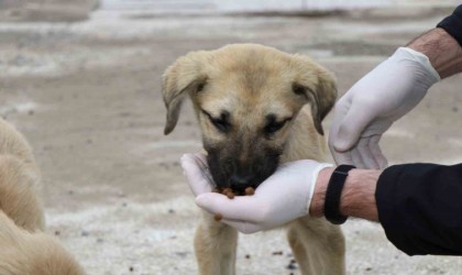 2023te 4 bin 209 sokak hayvanı sıcak yuvaya kavuştu