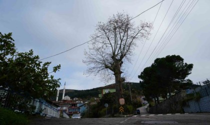 300 yıllık ağacın dikkat çeken hikayesi