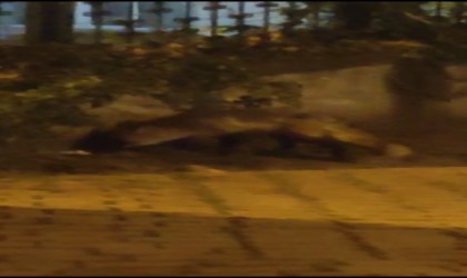 Aç kalan tilki site bahçesinde gezdi