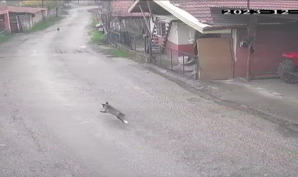 Aç kalan tilki tavuklara ve horoza saldırdı