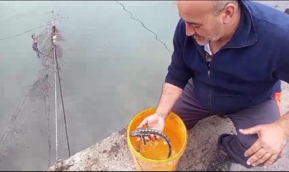 Balıkçı ağlarına takılan mersin balıkları denize salındı