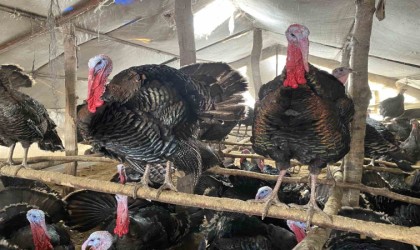 Bu hindiler çok meşhur