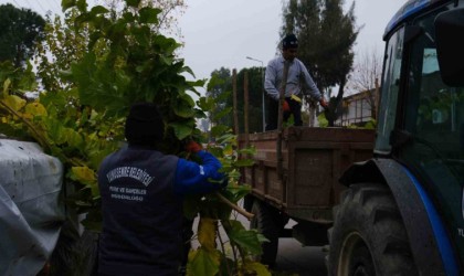 Budanan ağaçlar ihtiyaç sahiplerine yakacak olacak