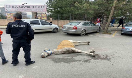 Bursada başıboş at sokak ortasında yere yığıldı