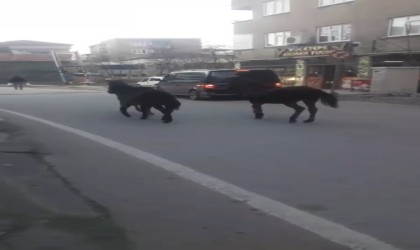 Bursada başıboş atlar trafiğe çıktı