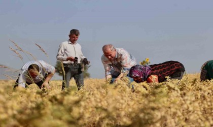 Büyükşehirden çiftçilere 70 ton nohut tohumu desteği