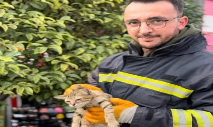 Çatıda mahsur kalan 3 yavru kediyi itfaiye kurtardı
