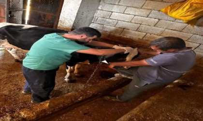 Çermikte buzağı desteği müracaattı başlandı