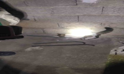 Damdan düşüp demire saplanan kediyi itfaiye kurtardı