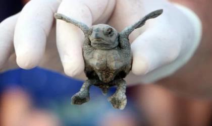 Denize ulaşan yavru caretta sayısı iki kat arttı