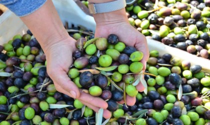 Denizli zeytin ve zeytinyağındaki iddiasını ortaya koydu