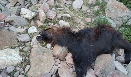 Depremde telef olan hayvanlarının yerine aldığı hayvanları kurt saldırısıyla telef oldu