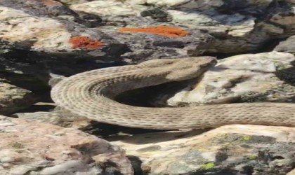 Dünyanın en zehirli yılanını kedi sever gibi sevdi