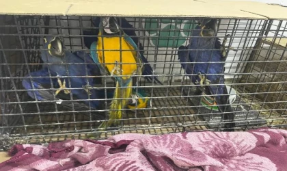 Edirne’de, kamyonette 124 kuş ele geçirildi