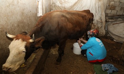 Ercişte yaşlı çiftin ineklerini Vefa Ekipleri sağdı